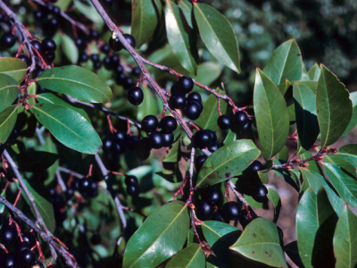 Cherry Laurel - Prunus laurocerasus. Seasonal dangerous plant warning.  
